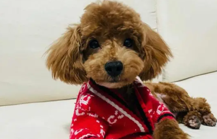 遛泰迪多长时间最好 遛泰迪多长时间最好