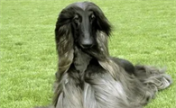 阿富汗猎犬寿命有多长 饲养之前需谨慎考虑