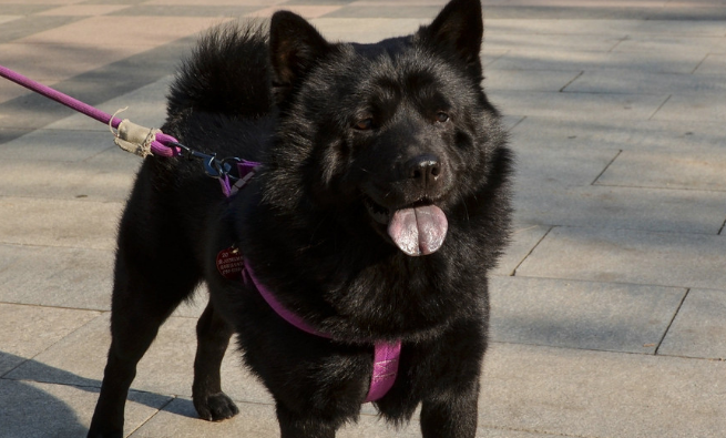 五黑犬价格及图片大全