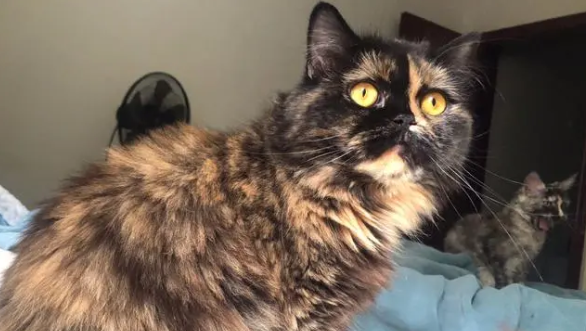 玳瑁猫不是狸花猫? 玳瑁猫不是狸花猫?