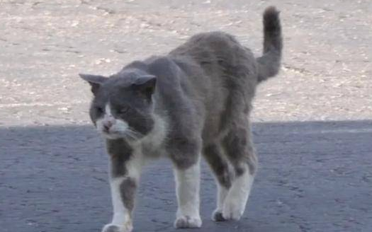 为什么说宠物猫不能流浪？看看这只英短猫，你就知道了！ 