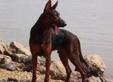 了解莱州红犬的特性 了解莱州红犬的特性