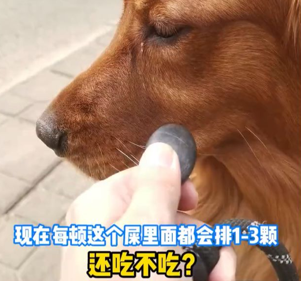 20多颗!成都一狗狗吐绿色胆汁,检查发现石头,竟因一个不良习惯 20多颗!成都一狗狗吐绿色胆汁,检查发现石头,竟因一个不良习惯
