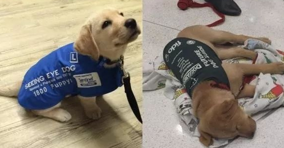 小导盲犬训练第一天,就四脚朝天的“罢工”了:真的超辛苦! 小导盲犬训练第一天,就四脚朝天的“罢工”了:真的超辛苦!
