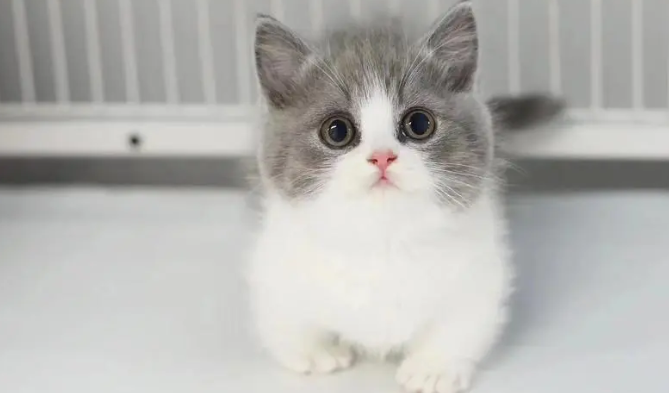 贴地矮和中矮脚猫区别