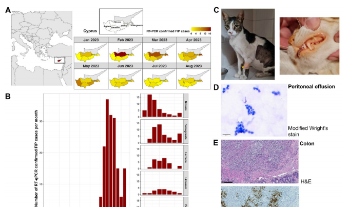 FCOV-23，可传染的新猫传腹病毒出现？