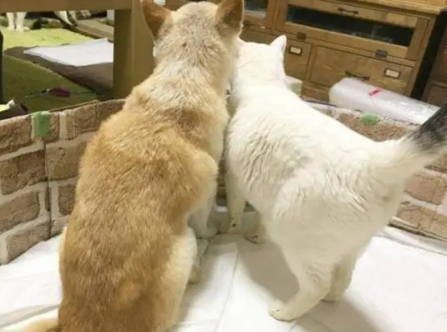 泪目!17岁狗狗患上老年痴呆症,一直欺负它的猫居然... 泪目!17岁狗狗患上老年痴呆症,一直欺负它的猫居然...