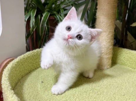纯白矮脚猫是什么品种