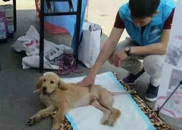 被主人丢在马路边等死小金毛,拖着残疾的双腿求人带它回家... 被主人丢在马路边等死小金毛,拖着残疾的双腿求人带它回家...