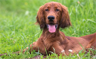 爱尔兰赛特犬介绍及简介