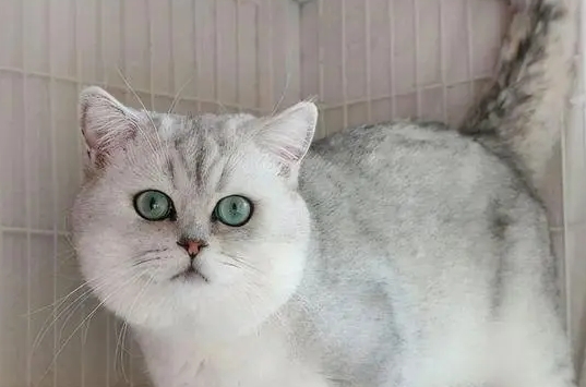 银渐层几个月变包子脸