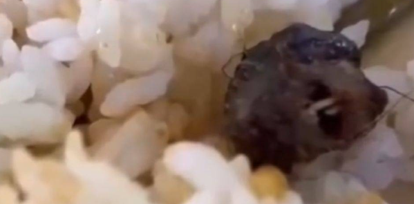 上海交大就食堂饭菜吃出针头致歉,不是猪太犟断针?有前车之鉴! 上海交大就食堂饭菜吃出针头致歉,不是猪太犟断针?有前车之鉴!