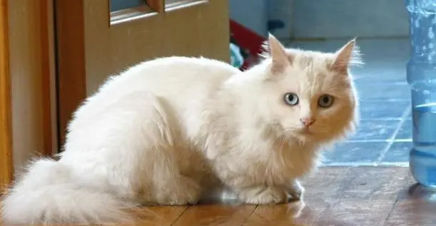 狮子猫能活多久