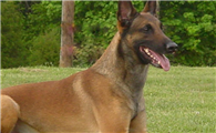 小马犬怎么喂养长得快