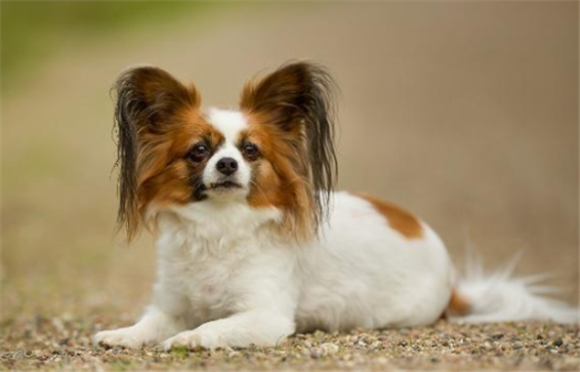 菲利犬一天吃几顿？菲利犬一天吃几顿狗粮