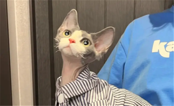 蓝色德文卷毛猫价格 蓝色德文卷毛猫价格