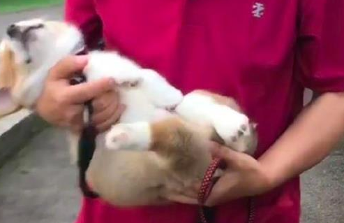 柯基只要一出门散步,就倒地呼呼大睡起来,这是装睡不想走路吧!