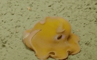 揭秘|章鱼这种生物,可怕到什么程度?
