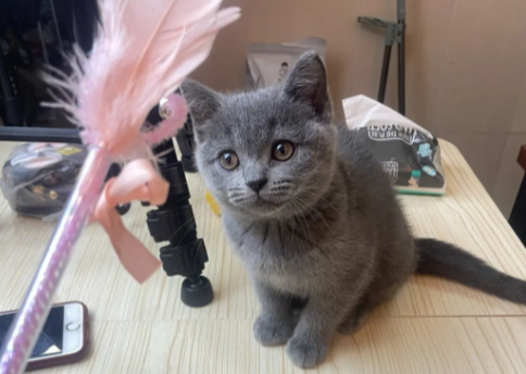 小蓝猫多少钱一只 小蓝猫多少钱一只
