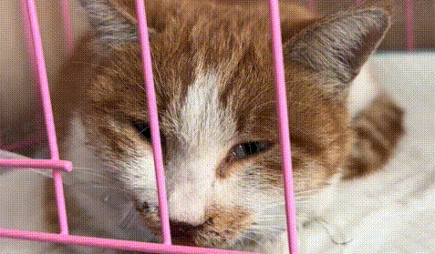 亲人小橘猫被人收养,短短7天后就被弃养,它拖着病体自己找回来 亲人小橘猫被人收养,短短7天后就被弃养,它拖着病体自己找回来