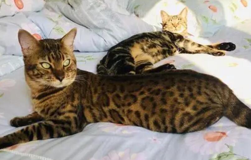 豹猫和家猫哪个厉害