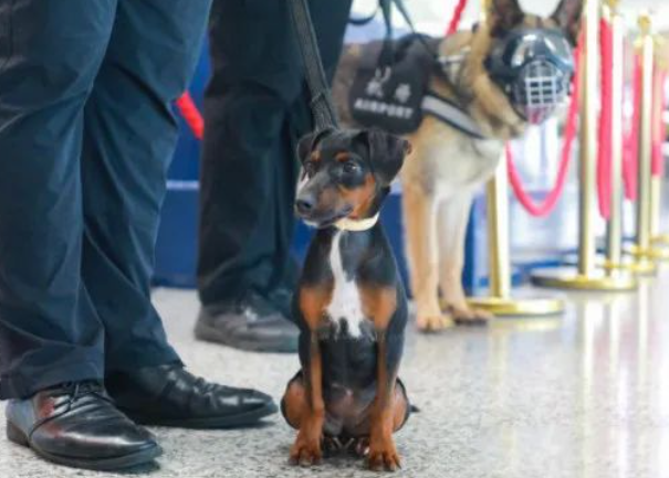新鲜事:太仓犬小身板却有大能量,南京机场迷你警犬上岗啦_宠界新闻