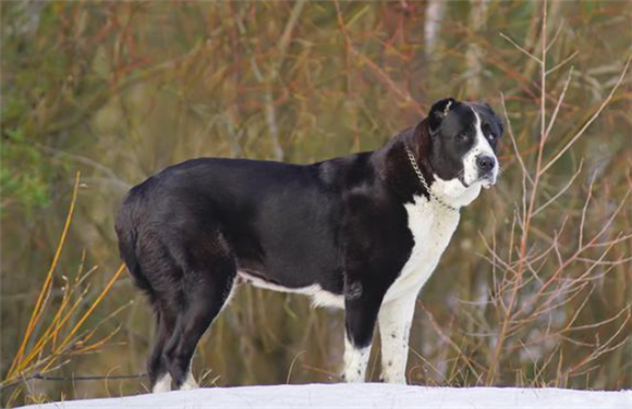 中亚犬为什么很少养