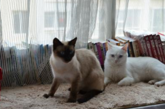 我养的是狗还是猫？暹罗猫一生只认一个主人，还是猫界大话唠