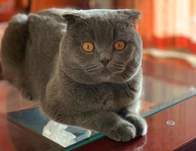 蓝猫离家出走能回来吗 蓝猫离家出走能回来吗