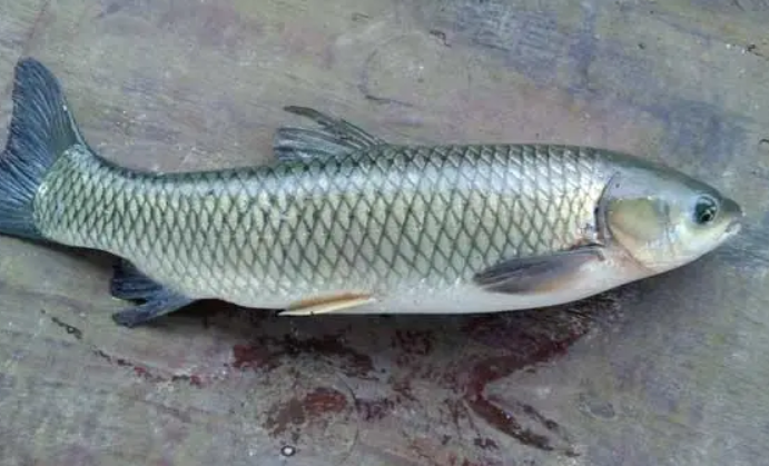 养什么水族动物不用管