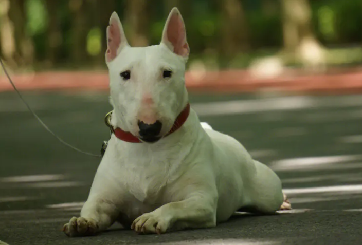 迷你牛头梗是禁养犬种吗 迷你牛头梗是禁养犬种吗