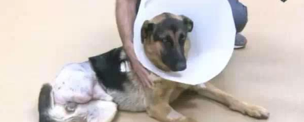 受不了铁链拴脚,德国牧羊犬自啃右脚只为活下去 受不了铁链拴脚,德国牧羊犬自啃右脚只为活下去