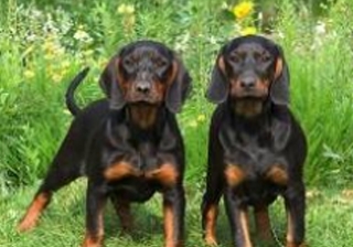 黑褐色猎浣熊犬的养护常识 注意清洁卫生 黑褐色猎浣熊犬的养护常识 注意清洁卫生
