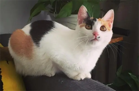 田园猫品种图片