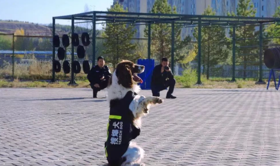 报告,有一大群萌娃出现在“警犬基地” 报告,有一大群萌娃出现在“警犬基地”
