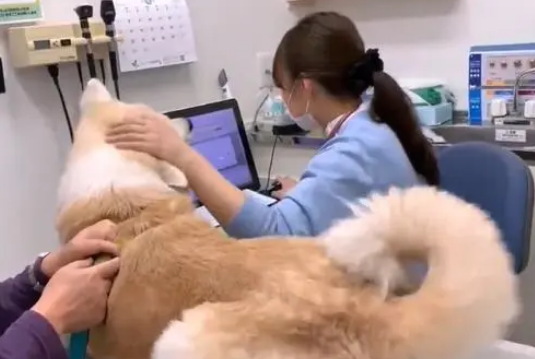 秋田犬去打针，医院中途换来男医生，狗子的态度就变了
