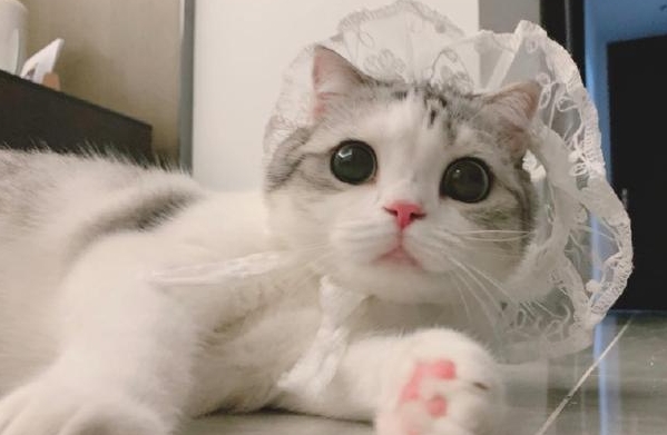 泡芙猫多少钱一只 泡芙猫多少钱一只