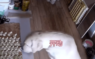 狗子趁主人出去偷吃半盘生水饺,还有“小弟”帮忙放哨! 狗子趁主人出去偷吃半盘生水饺,还有“小弟”帮忙放哨!
