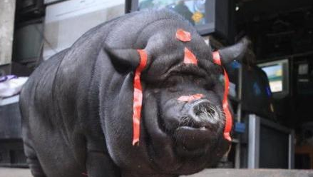 活久见!男子养小香猪当宠物,三年后叫苦连天,原因让人很无语 活久见!男子养小香猪当宠物,三年后叫苦连天,原因让人很无语