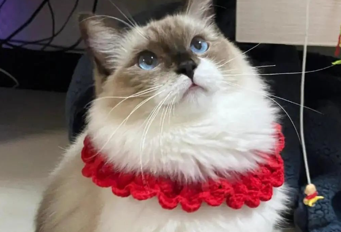养猫别在只知道田园猫了,这些适合家养的猫咪品种你都了解吗? 养猫别在只知道田园猫了,这些适合家养的猫咪品种你都了解吗?