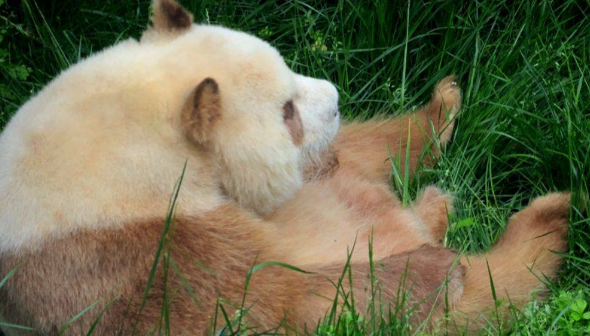 大熊猫七仔连睡觉jiojio都在打拍子,网友:此熊有八百个心眼子 大熊猫七仔连睡觉jiojio都在打拍子,网友:此熊有八百个心眼子