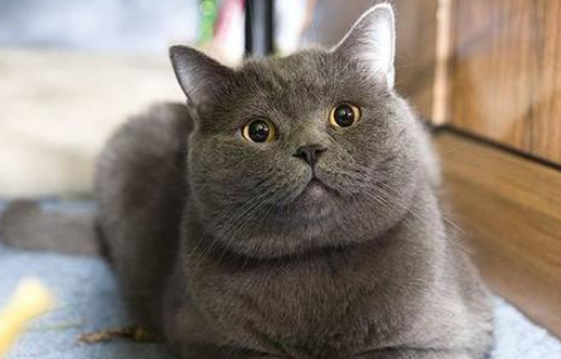 蓝猫会不会抓老鼠