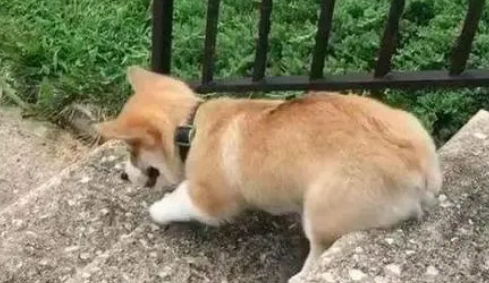 柯基腿瘸了能自愈吗