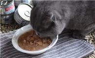 自制浓汁猫罐头