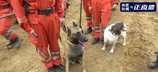 搜救犬是一群无声的英雄战士吗？我的回答“是的”