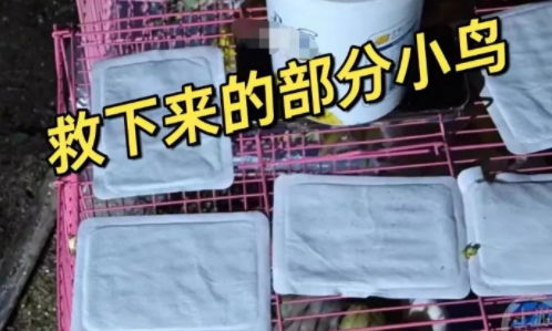 成都数百只宠物鹦鹉被人放生野外，谁放的应该调查清楚