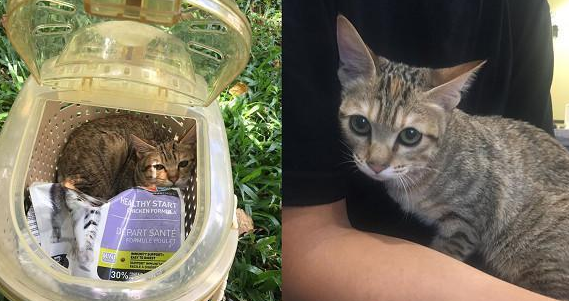 虎斑猫被装进外出笼丢草堆曝晒,当时户外温度竟高达37度! 虎斑猫被装进外出笼丢草堆曝晒,当时户外温度竟高达37度!