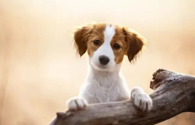 真特么狗的意思