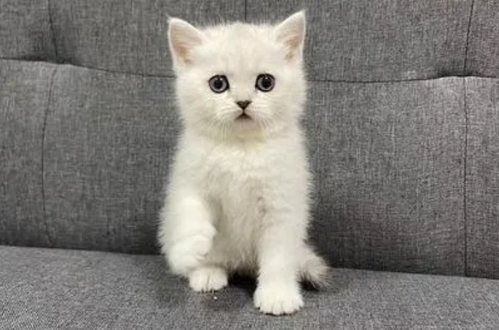 银渐层猫多少钱一只幼崽