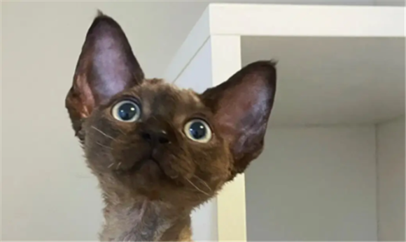 咖啡色德文卷毛猫多少钱 咖啡色德文卷毛猫多少钱
